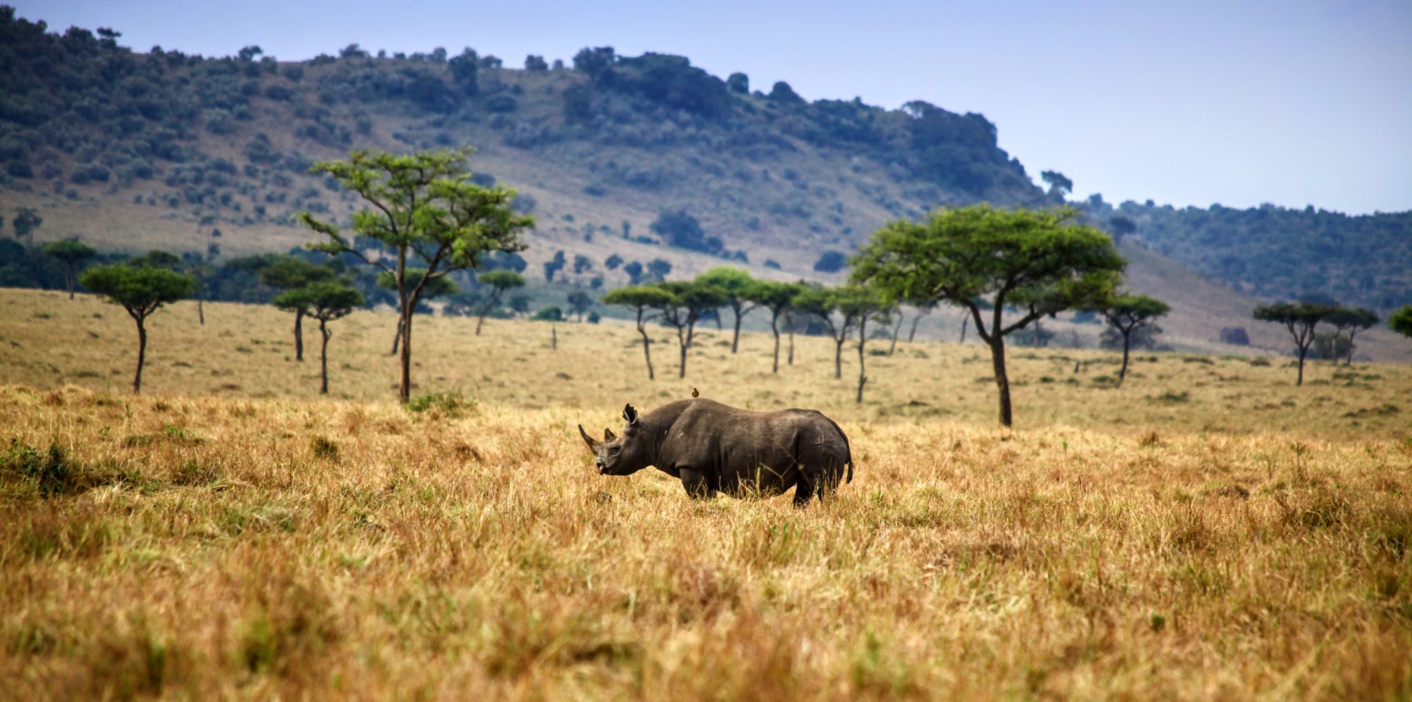 Elite All-Female Anti-Poaching Team in Africa